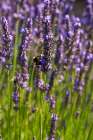 A bee sipping nectar from lavender flowers-Lavandula species Roussillon-Provence-France Art Print
